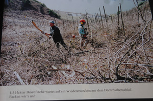 ドイツワイン　フランツェンさん。放棄された畑の再開墾急峻な畑で大変な作業